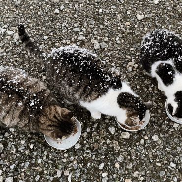 猫たちを襲った最強寒波