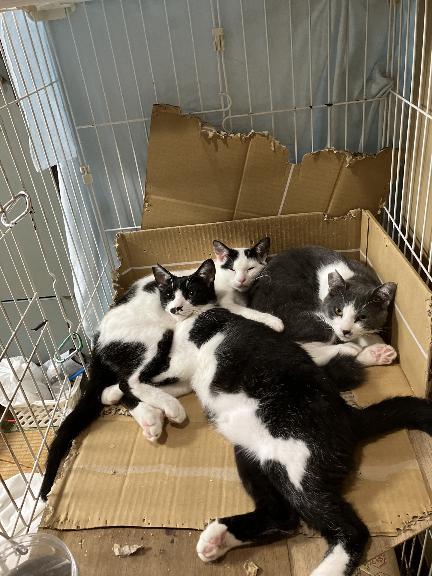 保護猫3兄弟
