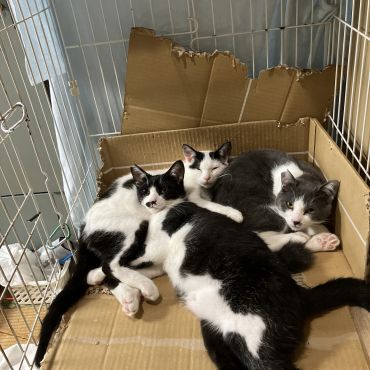 保護猫3兄弟