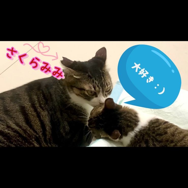 どうぶつ基金さくらねこタビー＆台湾生まれ障害猫ミーミ