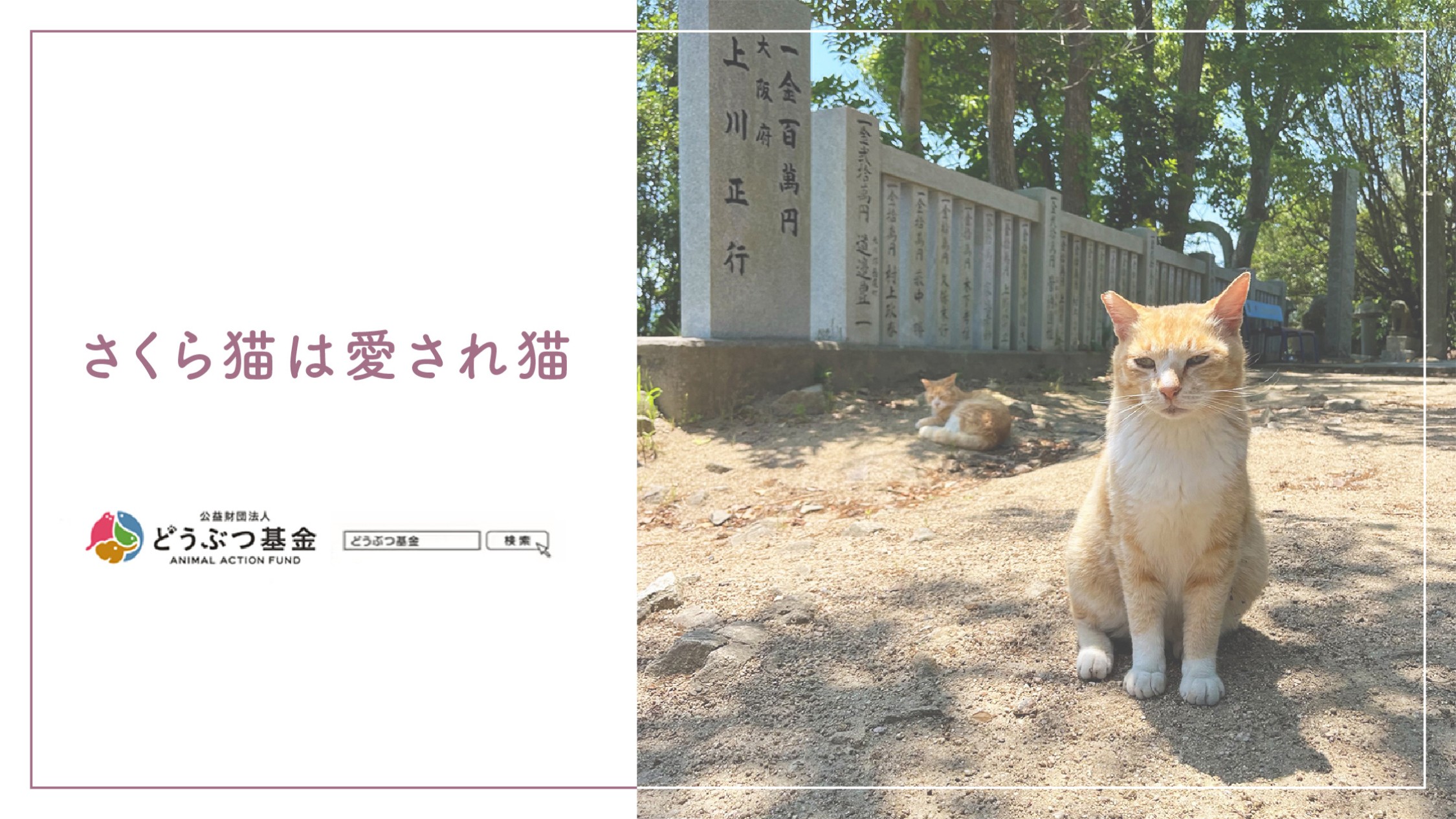 男木島の猫