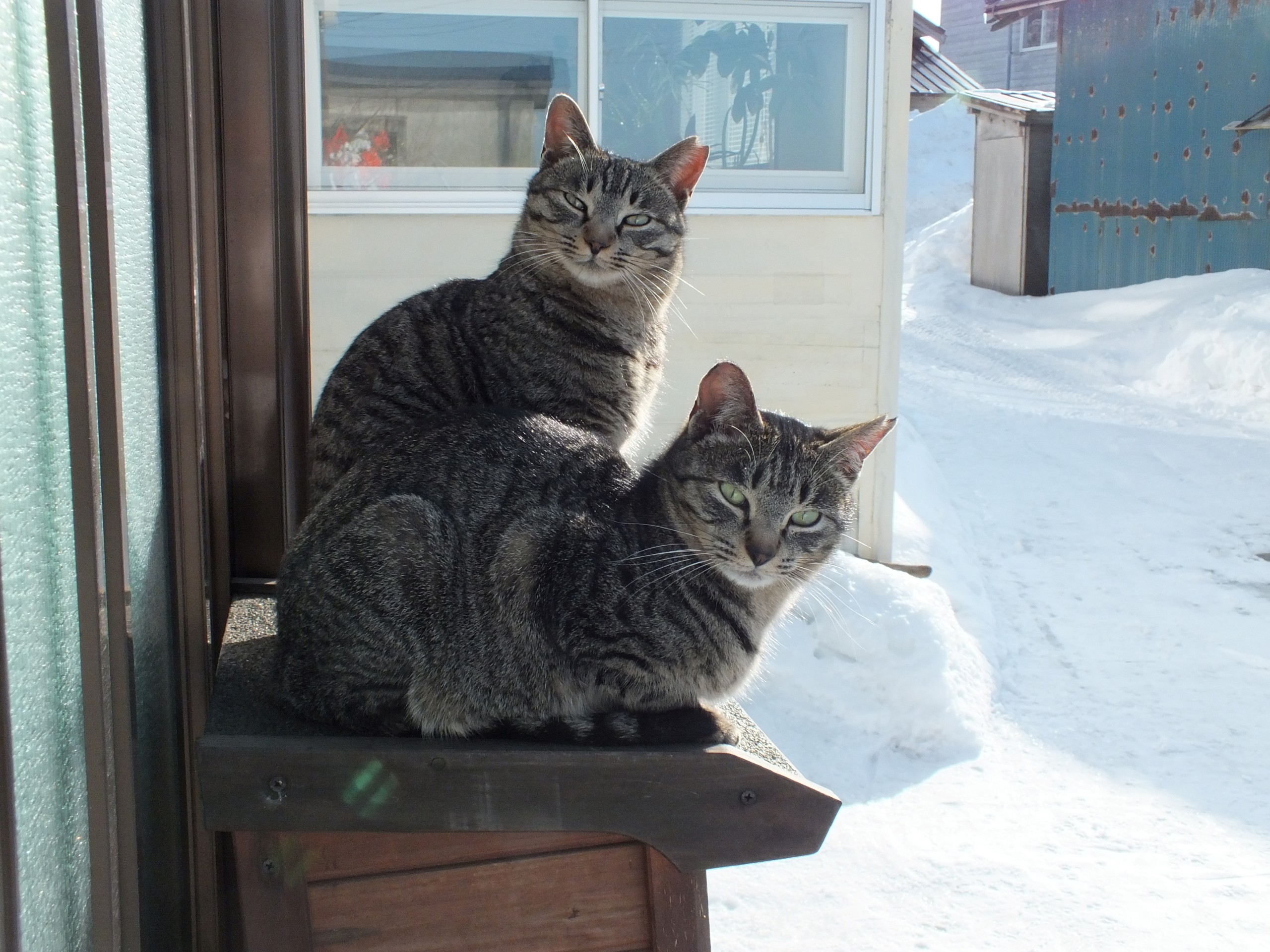 冬のさくらねこ