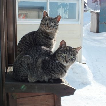 冬のさくらねこ