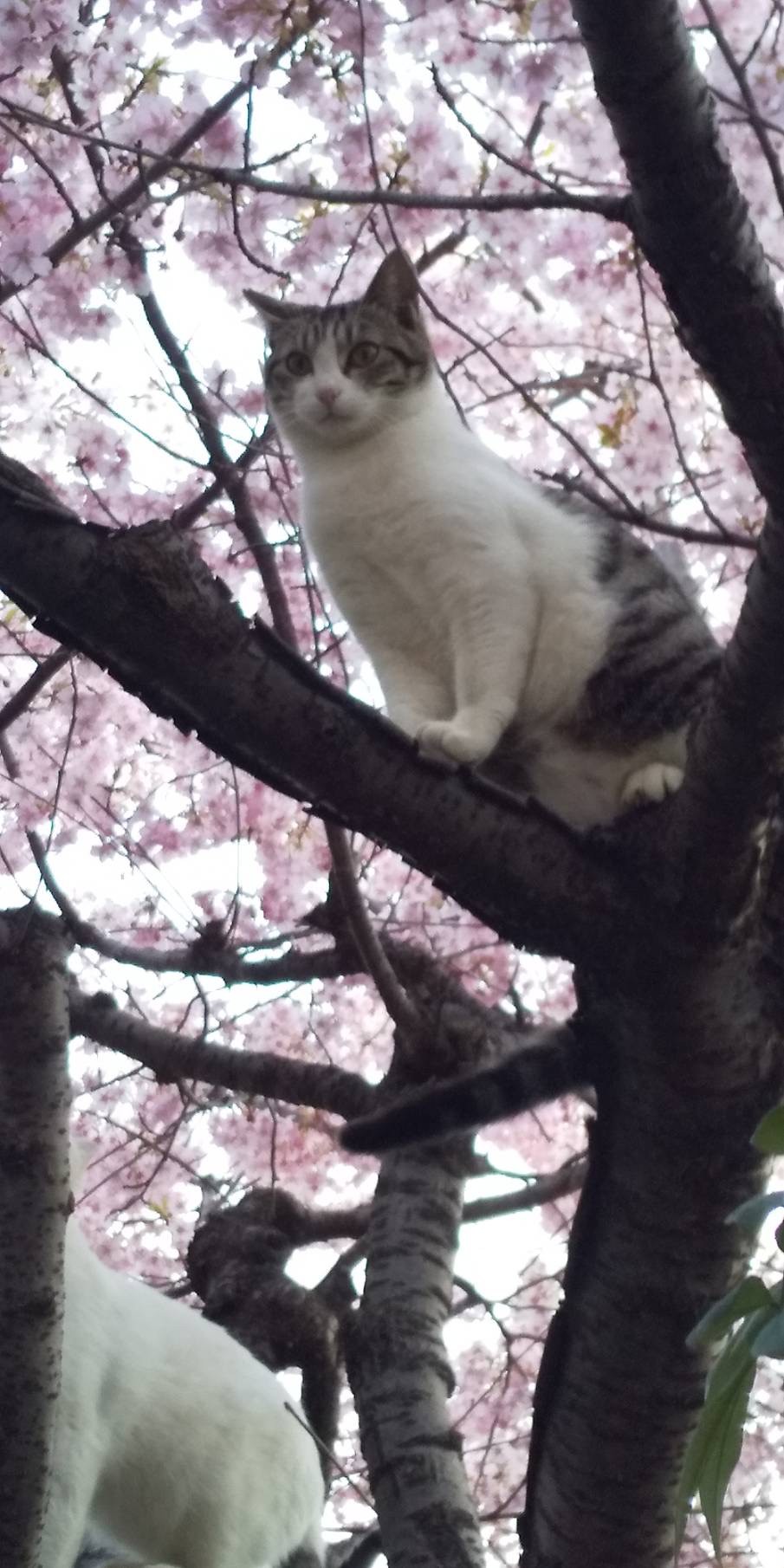 さくらとさくらねこ
