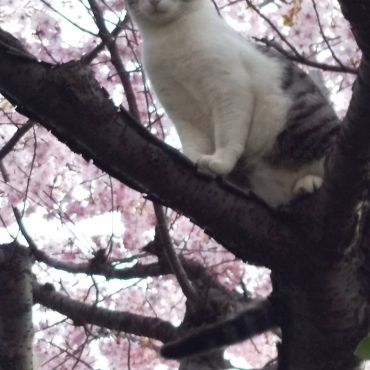 さくらとさくらねこ