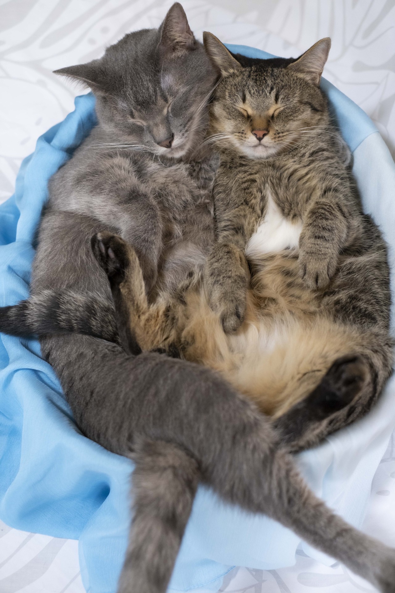 ヘソ天