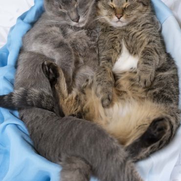 ヘソ天