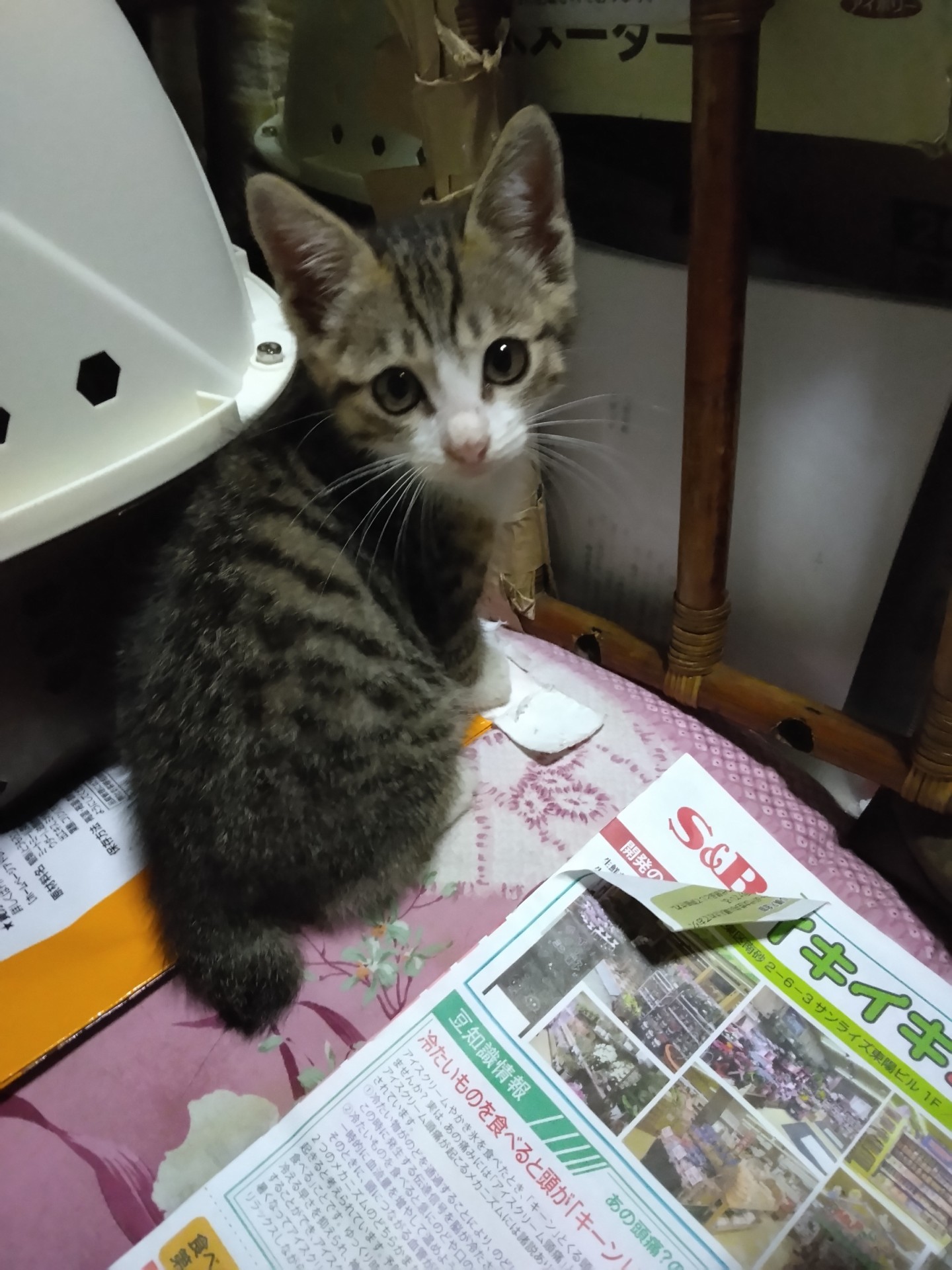 いのちつないだ！