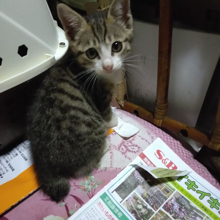 いのちつないだ！