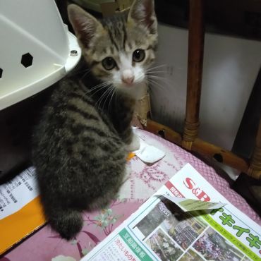 いのちつないだ！