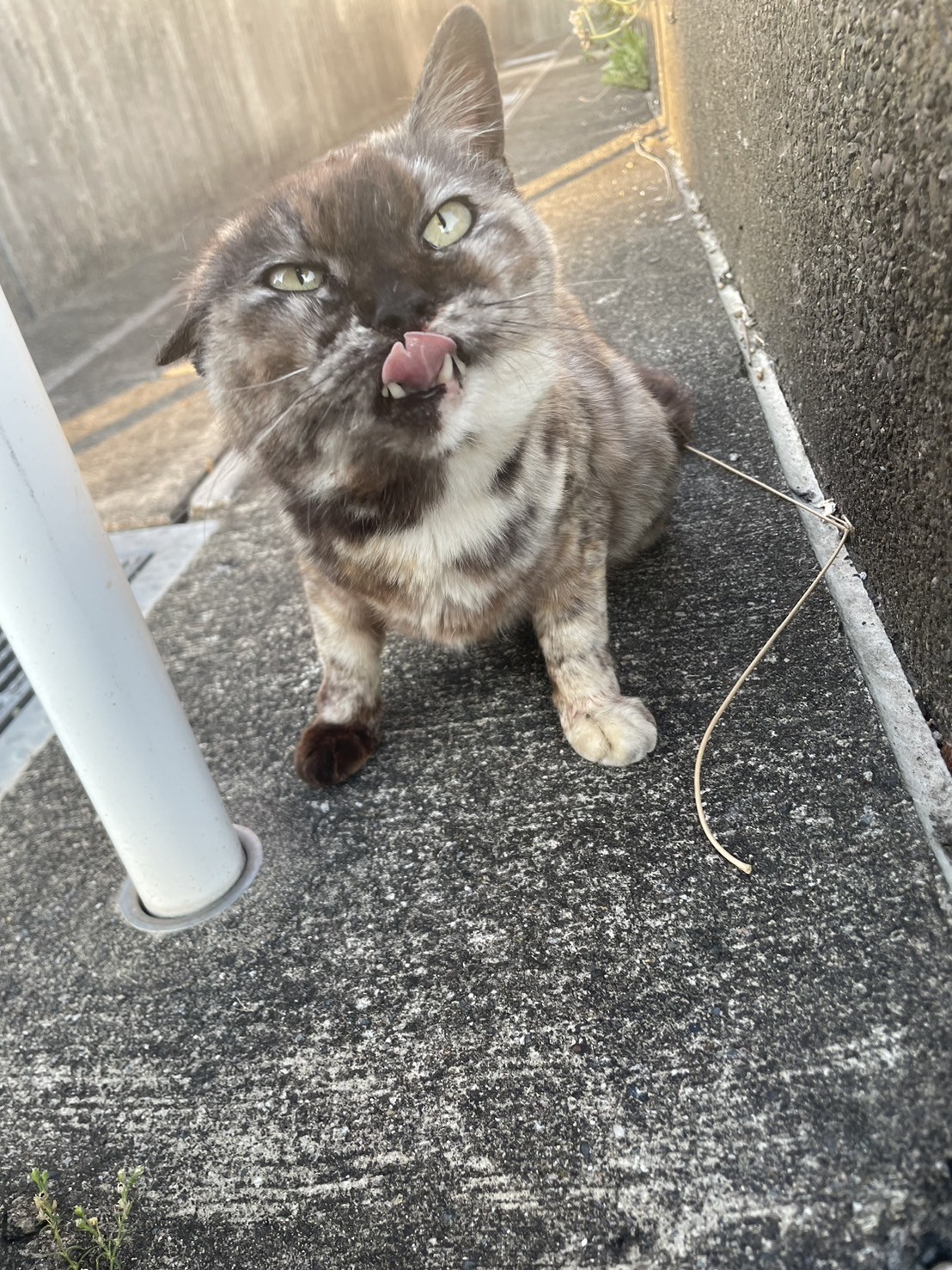君が来るのを待ってるよ！