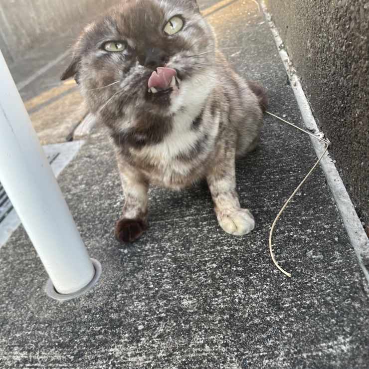 君が来るのを待ってるよ！