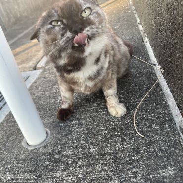 君が来るのを待ってるよ！