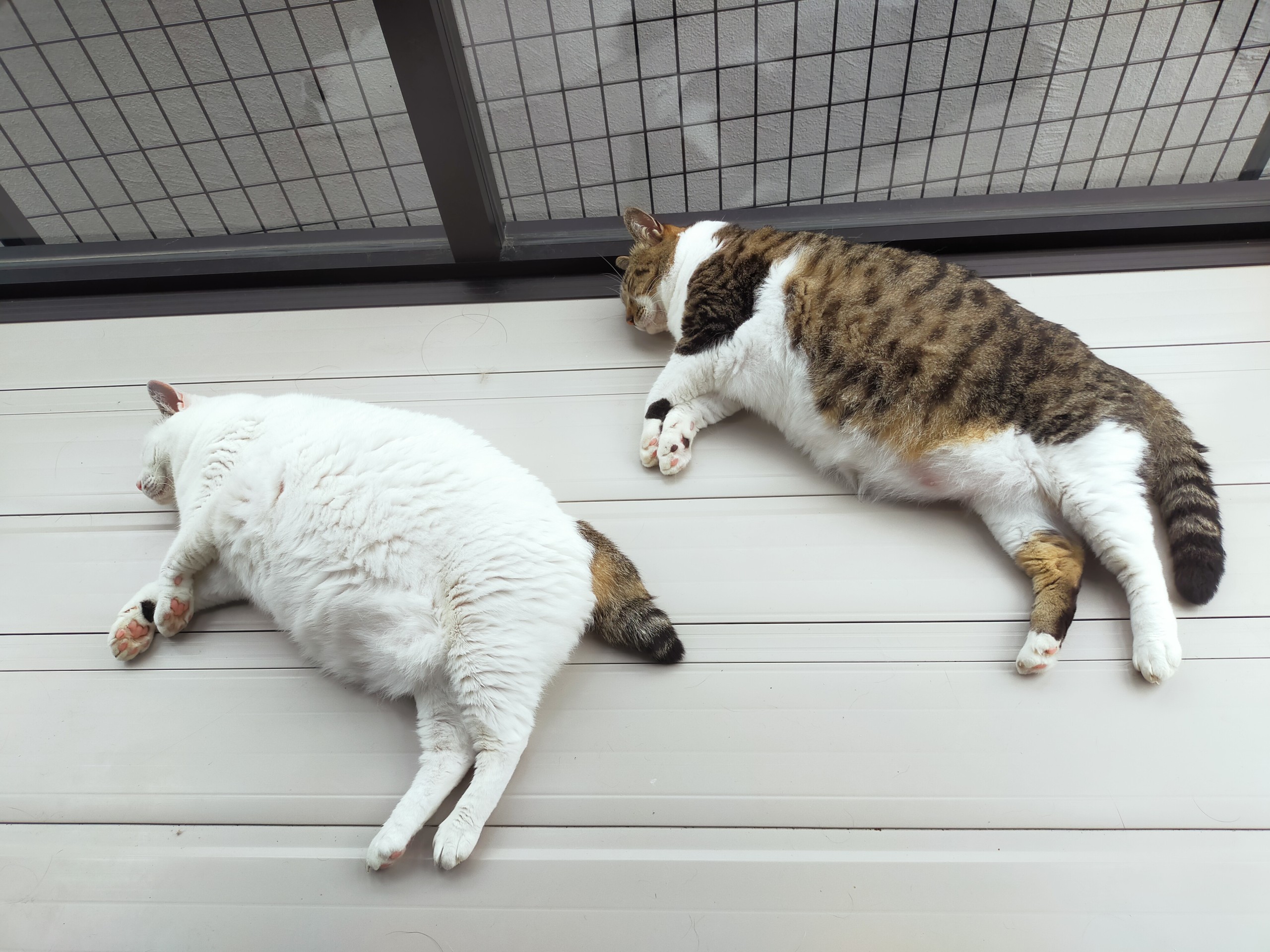 子持ちししゃもじゃありません