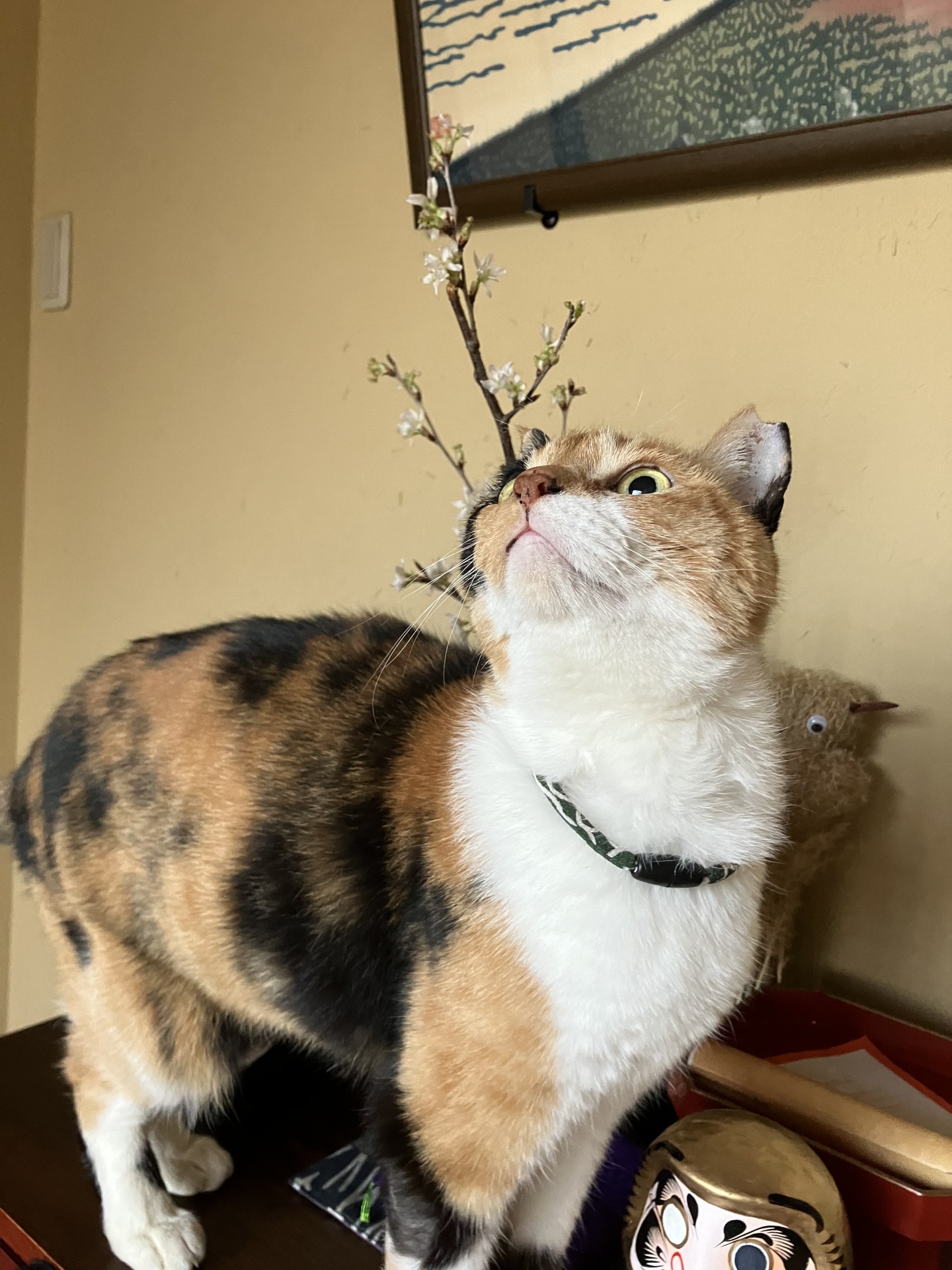わたしの耳にも桜咲いてるの！