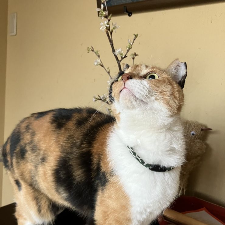 わたしの耳にも桜咲いてるの！