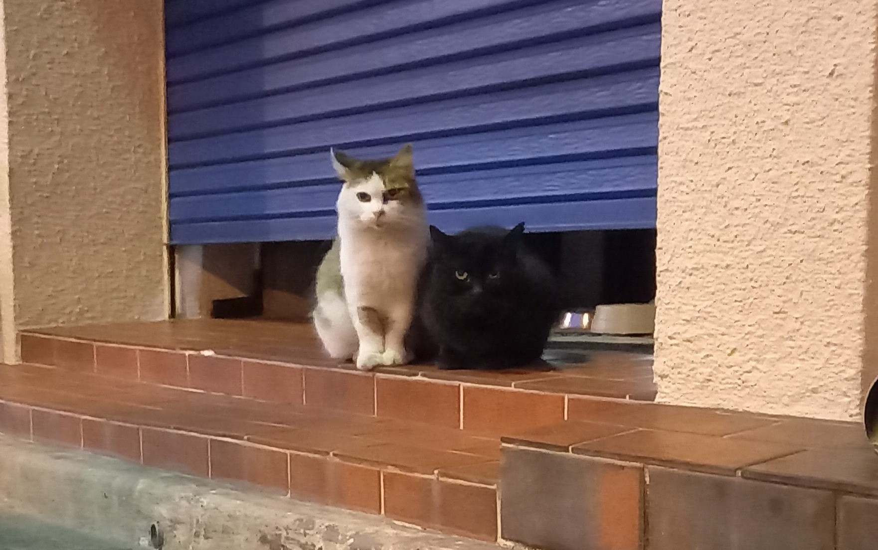 長年の付き合い(=^・^=)
