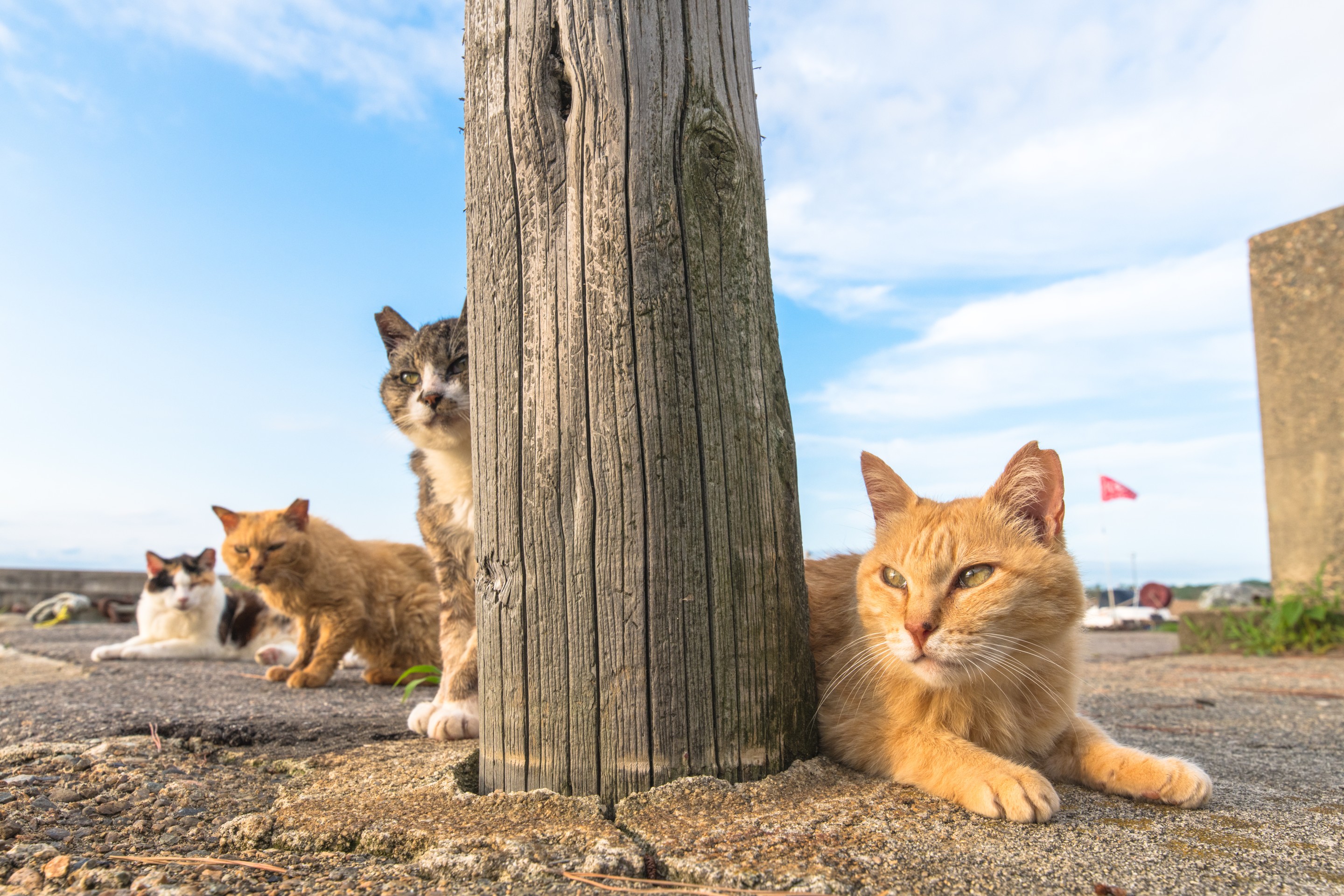チーム漁港ねこ！