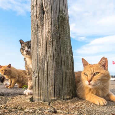 チーム漁港ねこ！