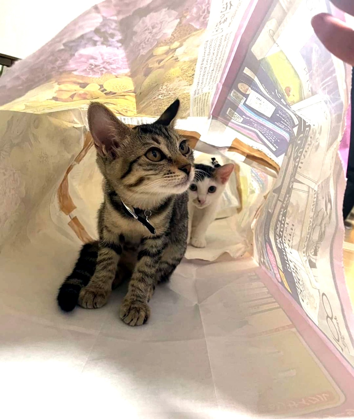 こんなトンネル初めてにゃ