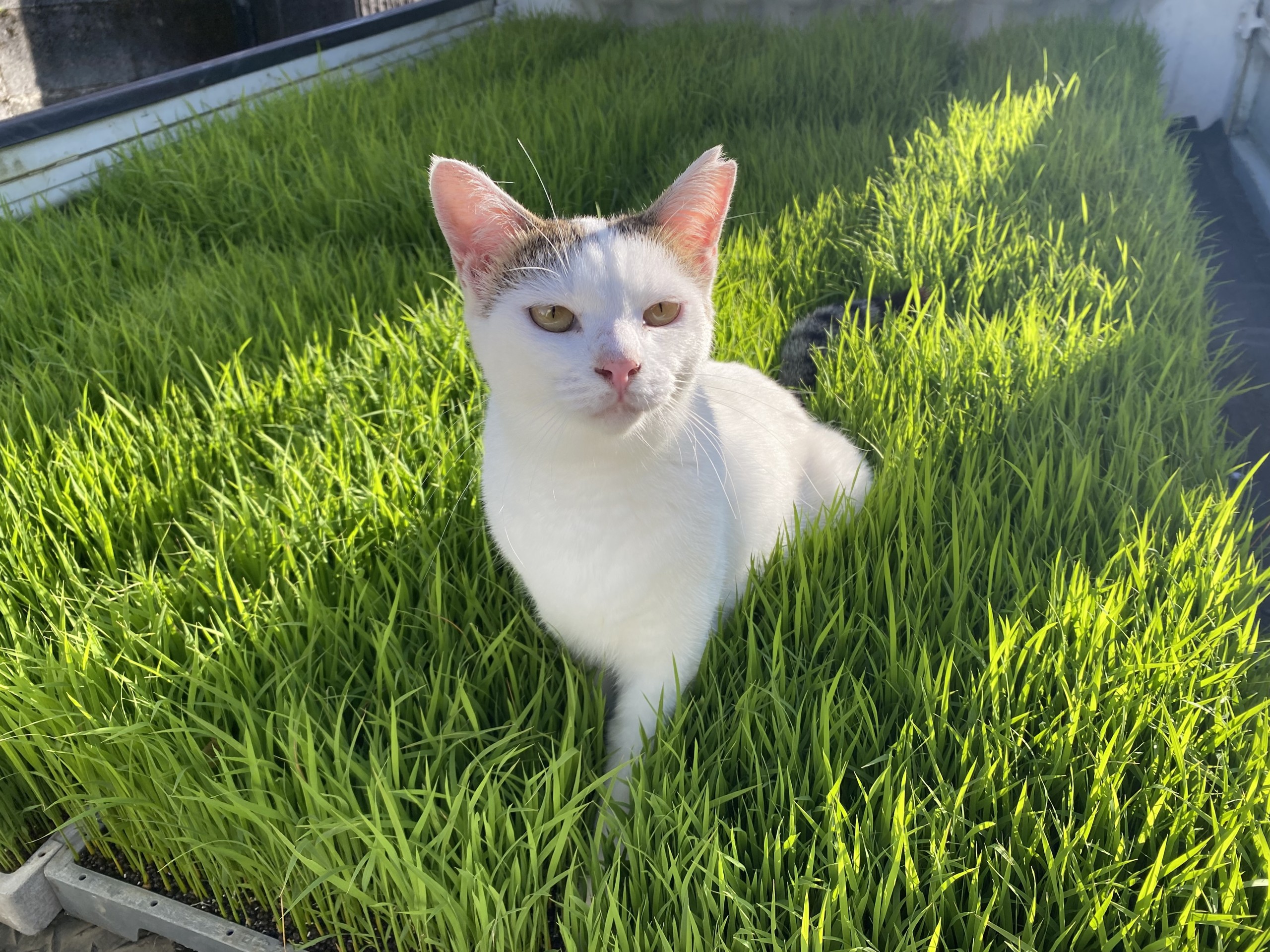 田植えに行くよ！