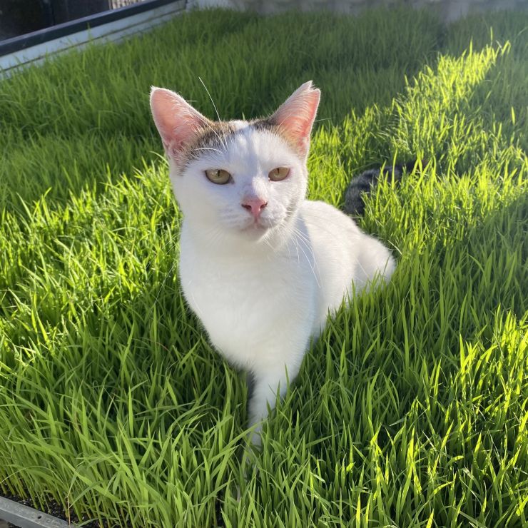 田植えに行くよ！