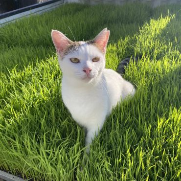 田植えに行くよ！