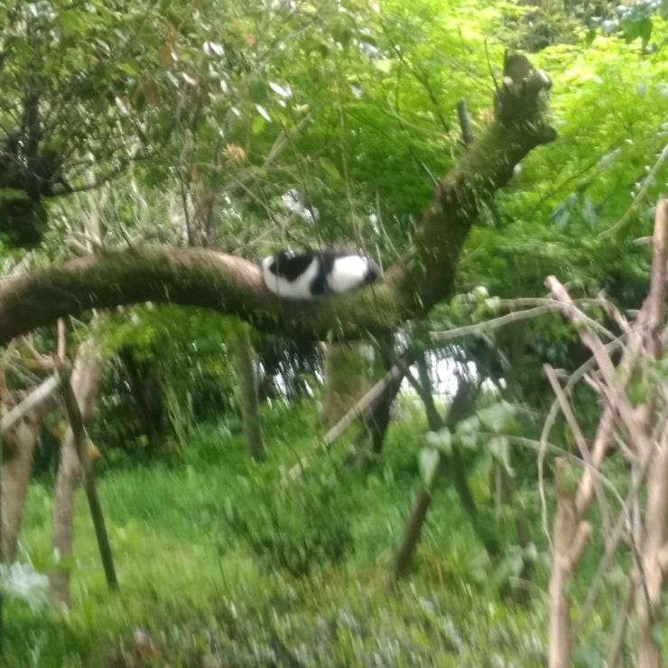 薩摩のパンダ