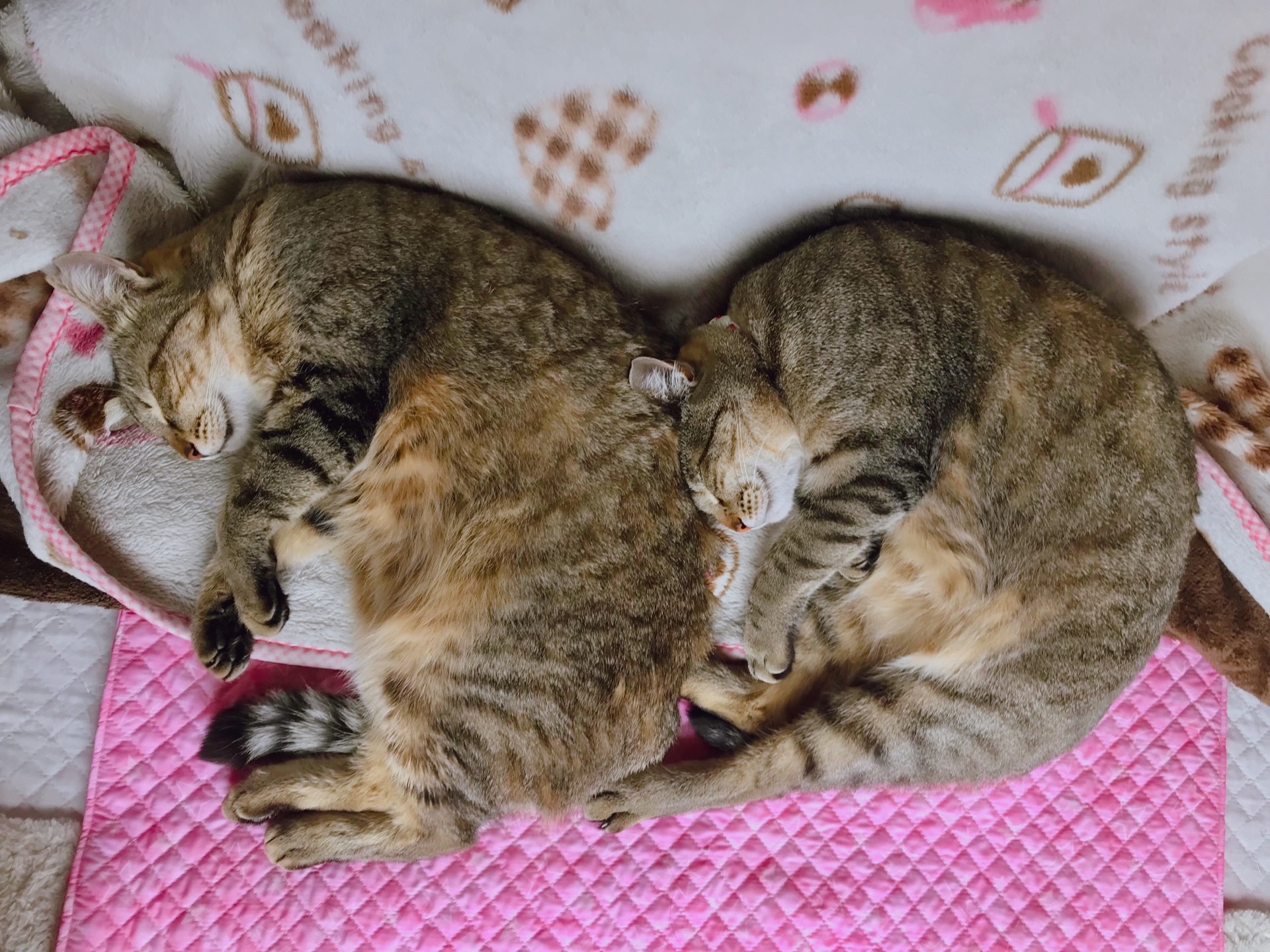 仲良し姉妹は今日も同じポーズ