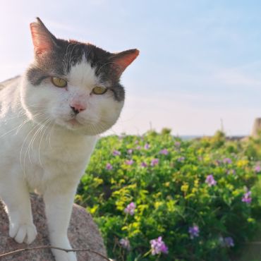 食いしん坊ねこ、牛くん。