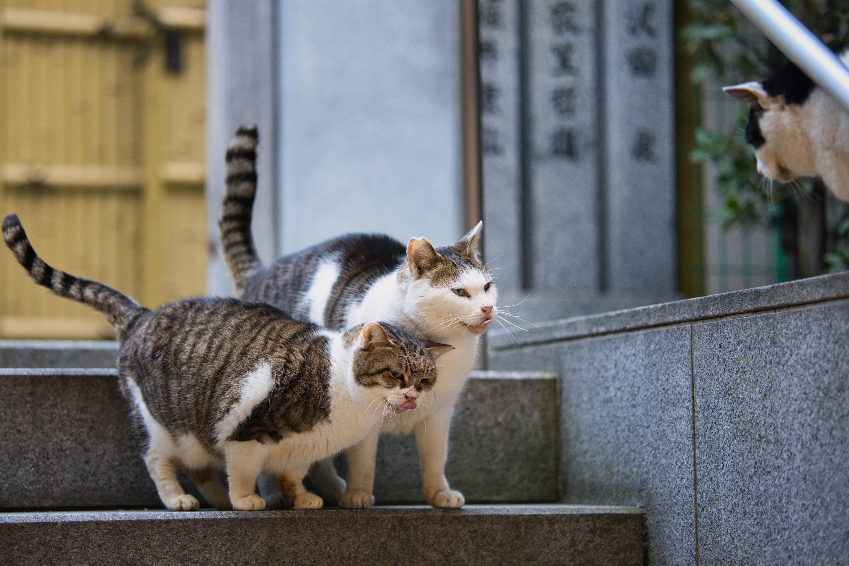 お先にいただきました