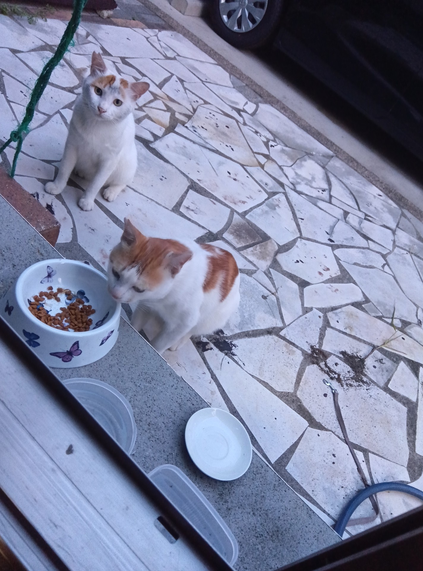 いのちつないだにゃんこ