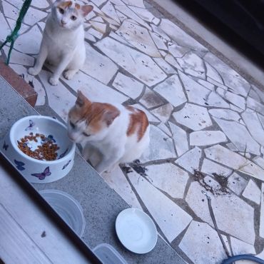 いのちつないだにゃんこ
