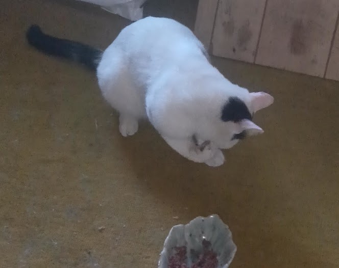 さくらねこ