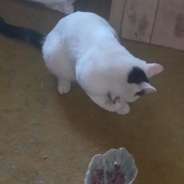 さくらねこ