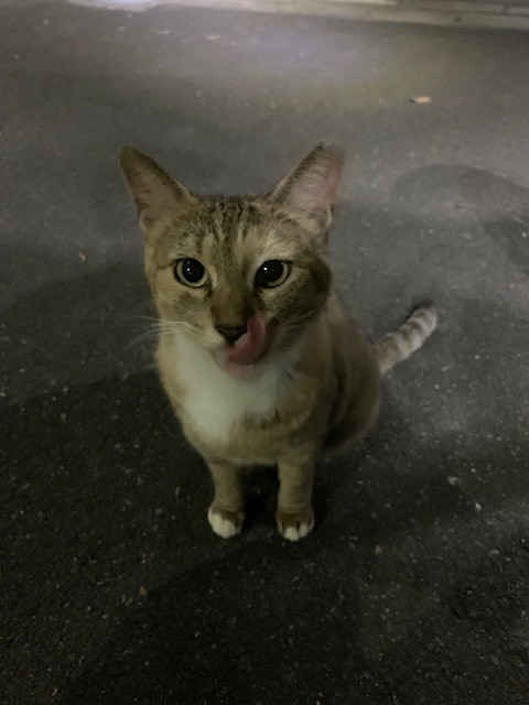 おやつの時間