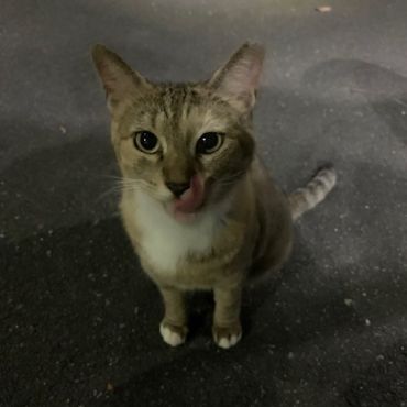 おやつの時間