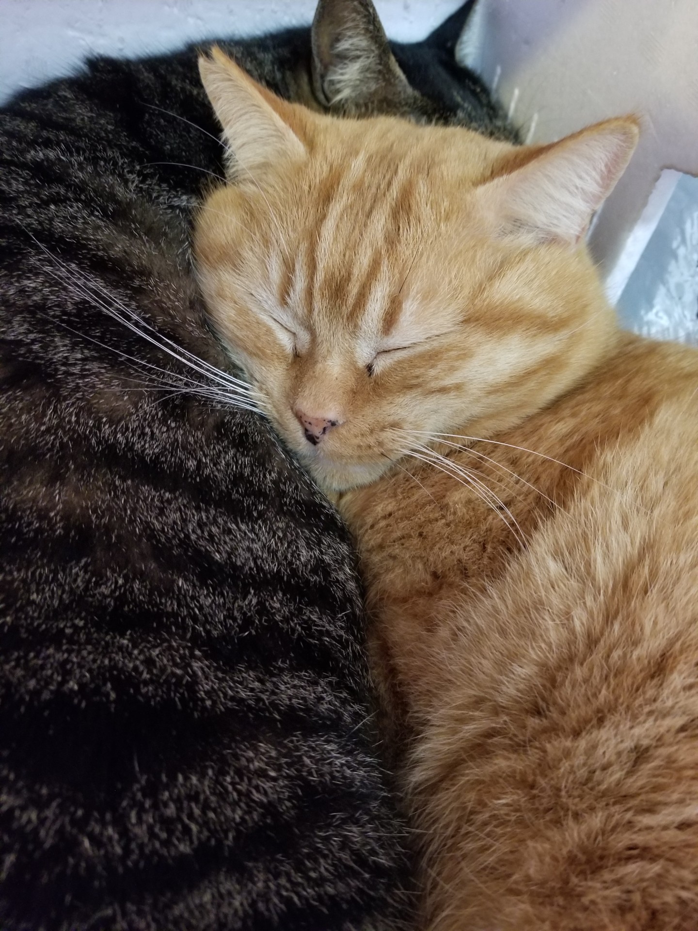 ゆっくり眠れる