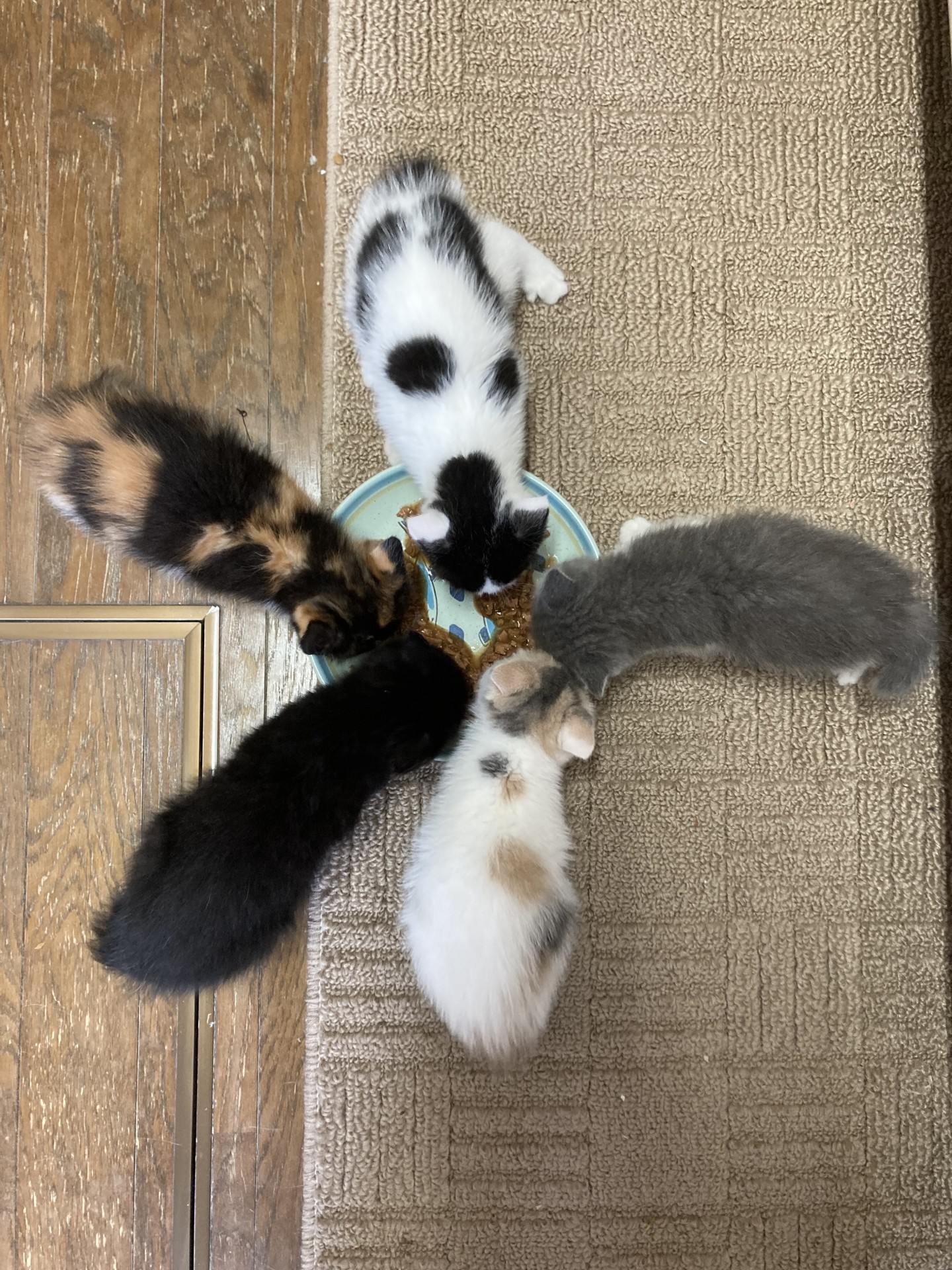 色とりどり5姉妹