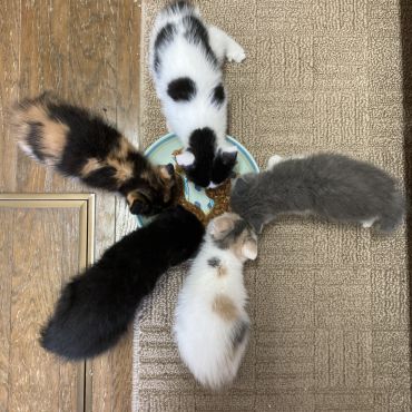 色とりどり5姉妹
