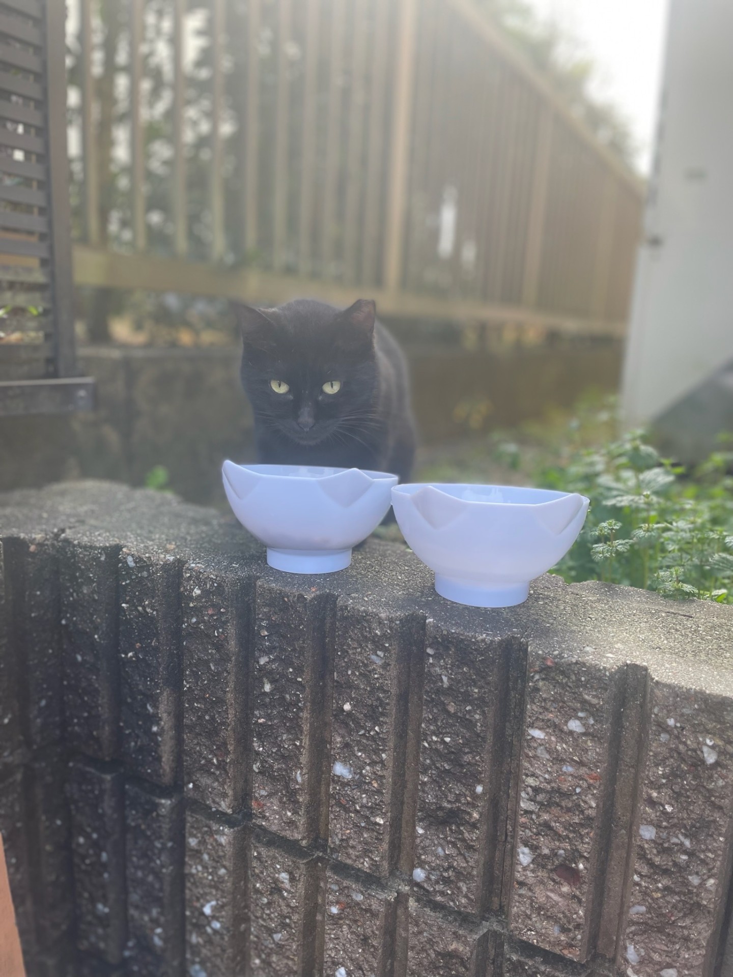 いただきまーす