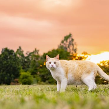 マジックアワーの公園