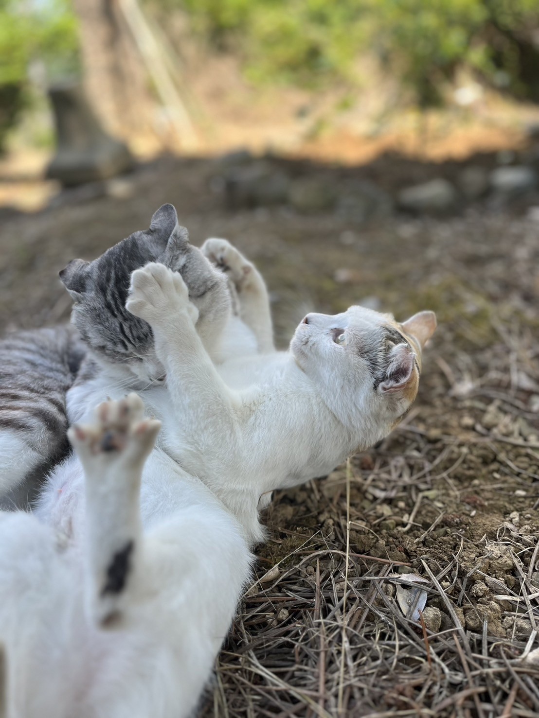 遊んで、遊んで