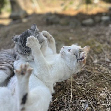遊んで、遊んで