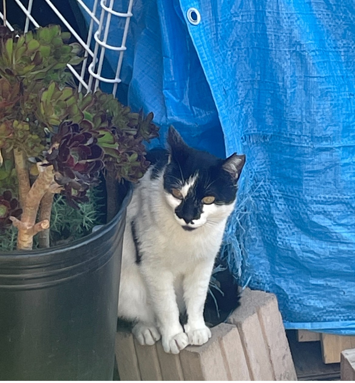 さくらねこ