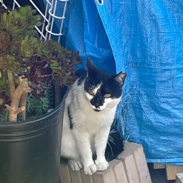 さくら猫