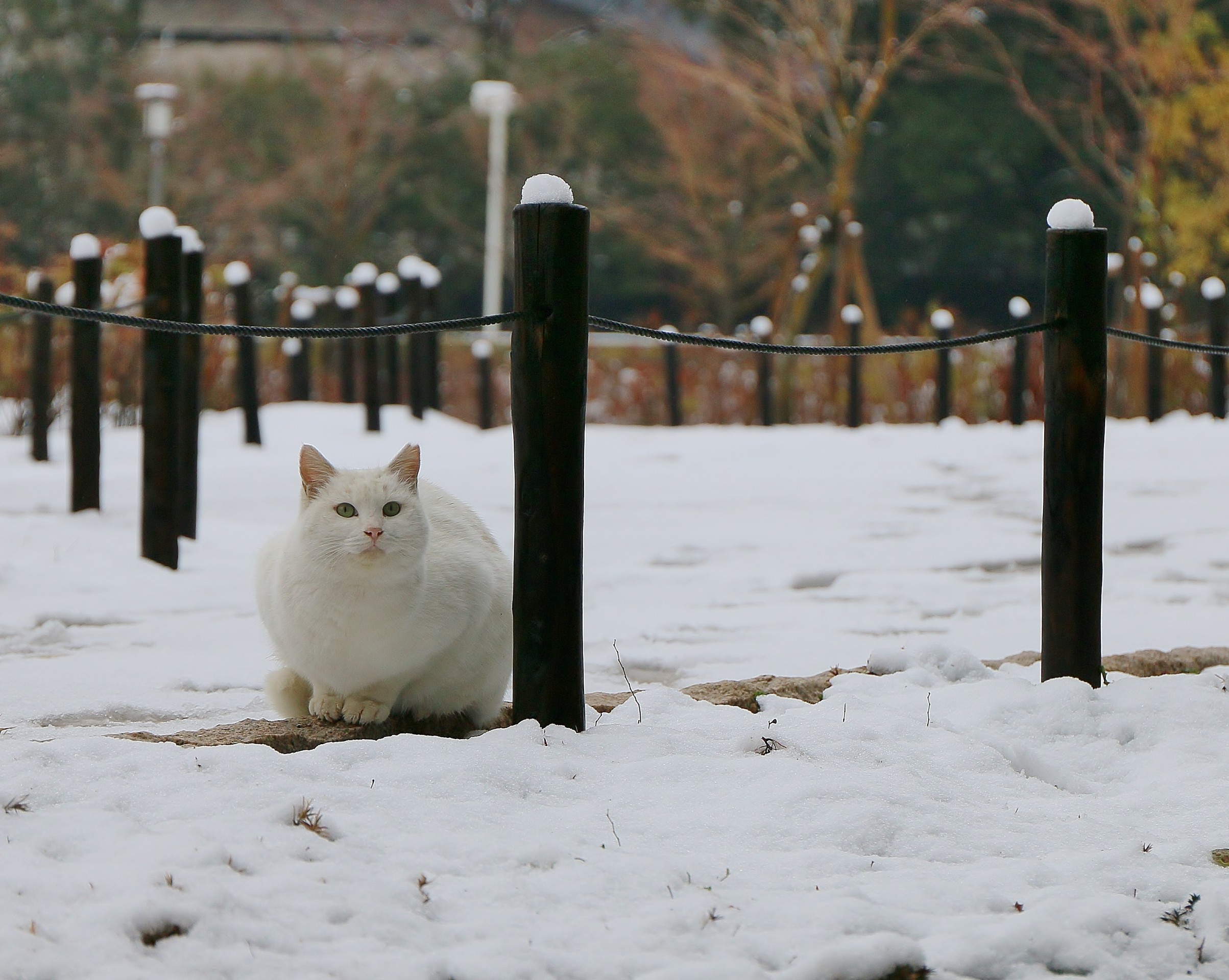 雪にも負けず！