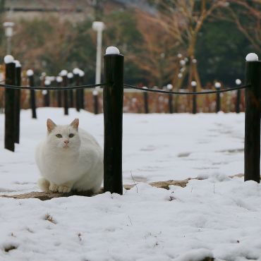 雪にも負けず！