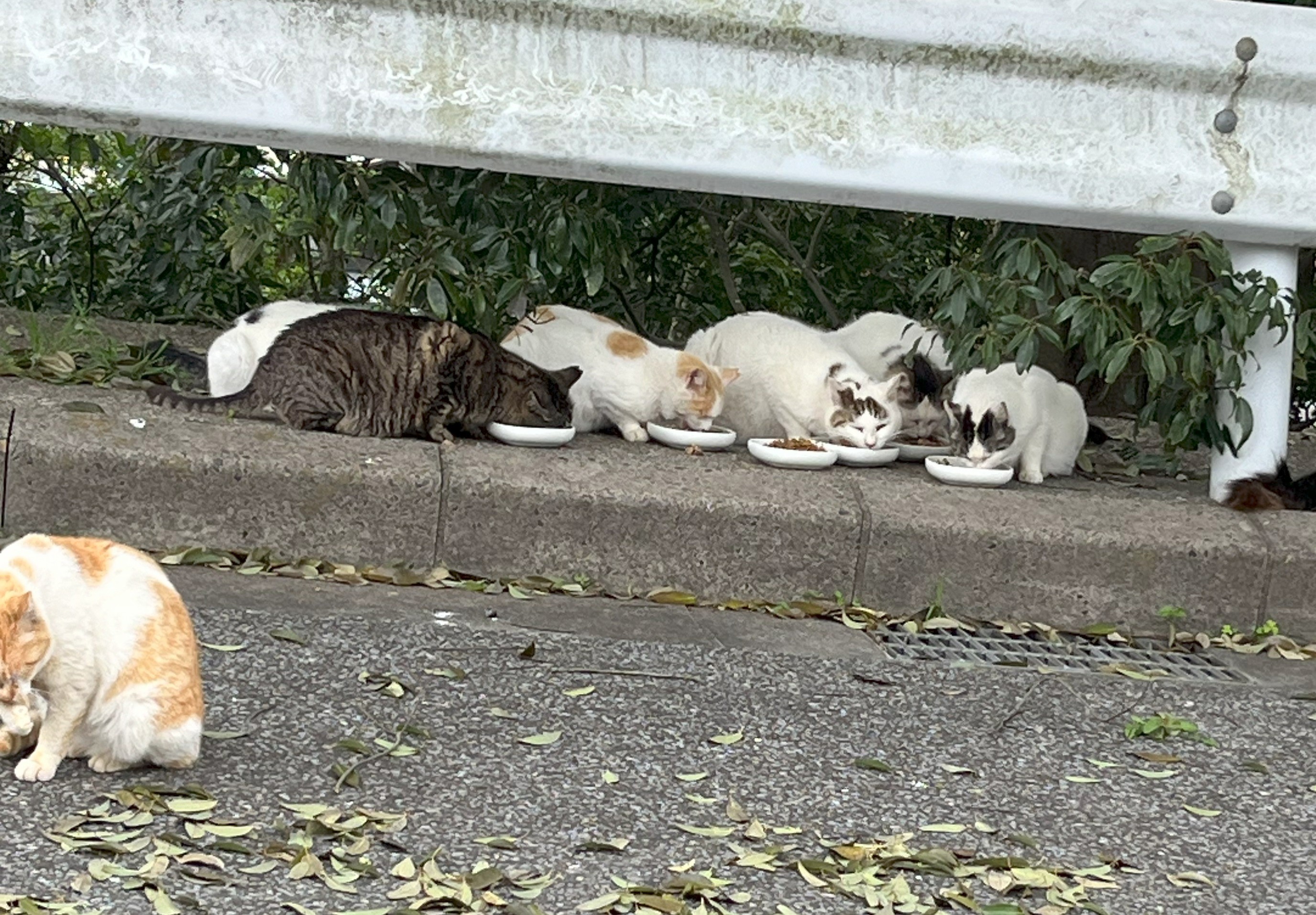 ごはんだ～