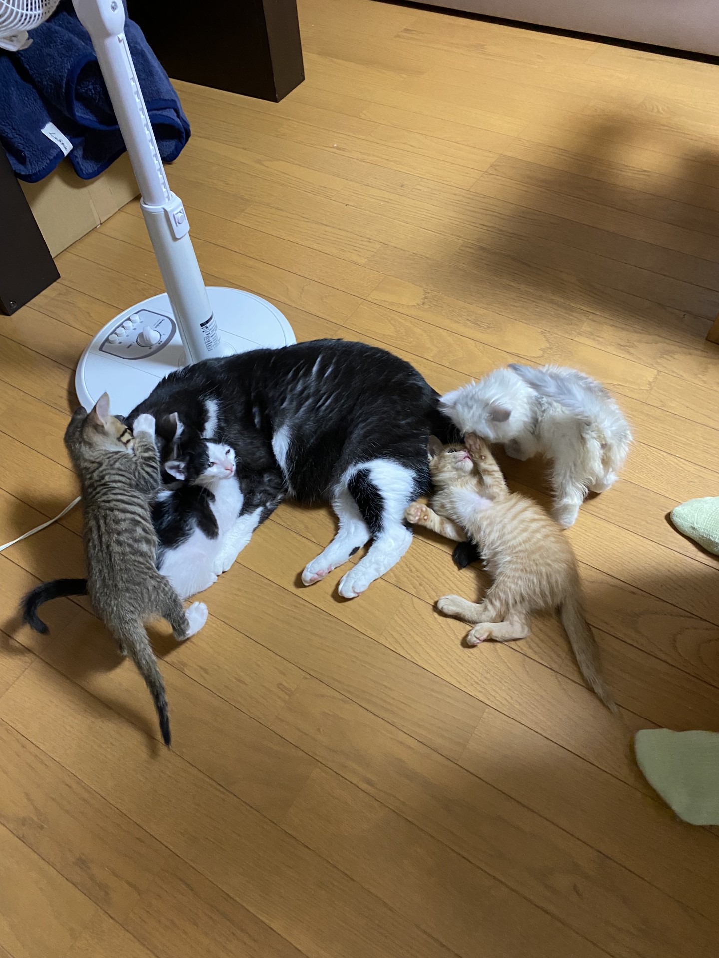 生まれは違うけどみんな仲良し